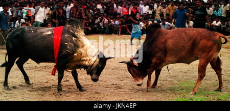 Corrida EST L'UNE DES jeu passionnant et intéressant à BIL ET ZONE HAOR DE BANGLADESH RURAL PENDANT DES CENTAINES D'ANNÉES QUI A LIEU en saison sèche. Banque D'Images