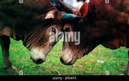 Corrida EST L'UNE DES jeu passionnant et intéressant à BIL ET ZONE HAOR DE BANGLADESH RURAL PENDANT DES CENTAINES D'ANNÉES QUI A LIEU en saison sèche. Banque D'Images