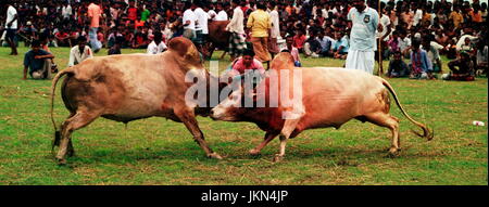 Corrida EST L'UNE DES jeu passionnant et intéressant à BIL ET ZONE HAOR DE BANGLADESH RURAL PENDANT DES CENTAINES D'ANNÉES QUI A LIEU en saison sèche. Banque D'Images