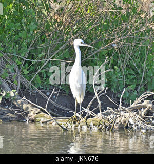 Une Aigrette neigeuse en attente pour les poissons Banque D'Images