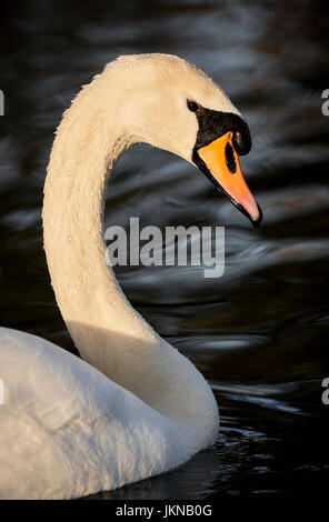 Portrait de la tête et du cou de cygne - couleur. Banque D'Images