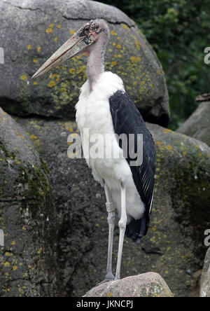 Marabou stork (crumenifer Flamant rose (Phoenicopterus ruber) l'espèce de Ciconiidae.Il se reproduit en Afrique au sud du Sahara Banque D'Images