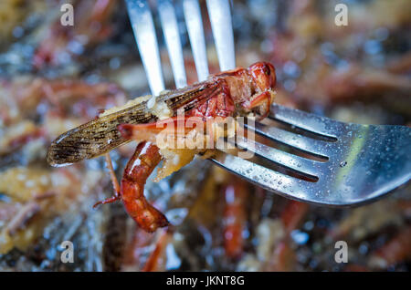 Prague, République tchèque. 22 juillet, 2017. Zoo de Prague a préparé des plats pour les visiteurs de l'insecte inhabituel dans la journée d'insectivores à Prague, République tchèque, le 22 juillet 2017. Sur la photo, de criquet migrateur Locusta migratoria. Photo : CTK Vit Simanek/Photo/Alamy Live News Banque D'Images