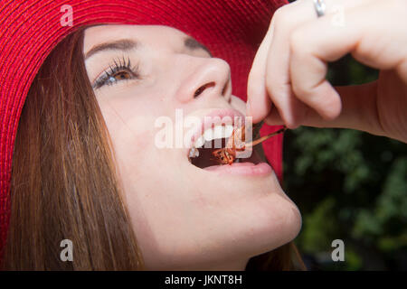 Prague, République tchèque. 22 juillet, 2017. Zoo de Prague a préparé des plats pour les visiteurs de l'insecte inhabituel dans la journée d'insectivores à Prague, République tchèque, le 22 juillet 2017. Sur la photo, de criquet migrateur Locusta migratoria. Photo : CTK Vit Simanek/Photo/Alamy Live News Banque D'Images