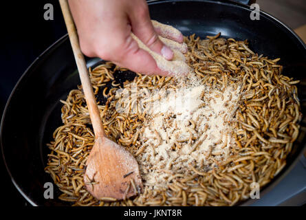 Prague, République tchèque. 22 juillet, 2017. Zoo de Prague a préparé des plats pour les visiteurs de l'insecte inhabituel dans la journée d'insectivores à Prague, République tchèque, le 22 juillet 2017. Sur la photo Tenebrio molitor, larve, ténébrion meunier. Photo : CTK Vit Simanek/Photo/Alamy Live News Banque D'Images