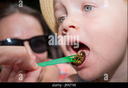 Prague, République tchèque. 22 juillet, 2017. Zoo de Prague a préparé des plats pour les visiteurs de l'insecte inhabituel dans la journée d'insectivores à Prague, République tchèque, le 22 juillet 2017. Sur la photo, Blattodea Blaberus giganteus, le Cafard géant. Photo : CTK Vit Simanek/Photo/Alamy Live News Banque D'Images