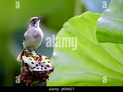 Fuzhou, province de Fujian en Chine. 23 juillet, 2017. Un oiseau est perché sur une gousse de lotus à l'Xihu Park à Fuzhou, Chine du sud-est de la province de Fujian, le 23 juillet 2017. Credit : Mei Yongcun/Xinhua/Alamy Live News Banque D'Images