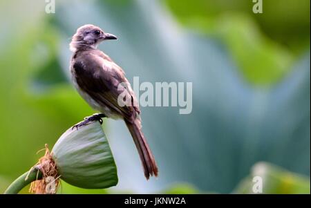 Fuzhou, province de Fujian en Chine. 23 juillet, 2017. Un oiseau est perché sur une gousse de lotus à l'Xihu Park à Fuzhou, Chine du sud-est de la province de Fujian, le 23 juillet 2017. Credit : Mei Yongcun/Xinhua/Alamy Live News Banque D'Images