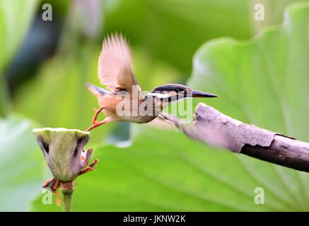 Fuzhou, province de Fujian en Chine. 23 juillet, 2017. Un oiseau survole une gousse de lotus à l'Xihu Park à Fuzhou, Chine du sud-est de la province de Fujian, le 23 juillet 2017. Credit : Mei Yongcun/Xinhua/Alamy Live News Banque D'Images