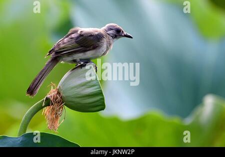 Fuzhou, province de Fujian en Chine. 23 juillet, 2017. Un oiseau est perché sur une gousse de lotus à l'Xihu Park à Fuzhou, Chine du sud-est de la province de Fujian, le 23 juillet 2017. Credit : Mei Yongcun/Xinhua/Alamy Live News Banque D'Images