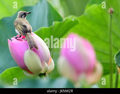 Fuzhou, province de Fujian en Chine. 23 juillet, 2017. Un oiseau est perché sur une fleur de lotus à l'Xihu Park à Fuzhou, Chine du sud-est de la province de Fujian, le 23 juillet 2017. Credit : Mei Yongcun/Xinhua/Alamy Live News Banque D'Images