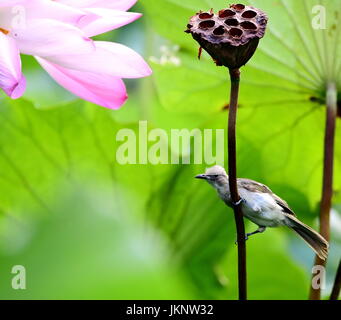 Fuzhou, province de Fujian en Chine. 23 juillet, 2017. Un oiseau est perché sur une gousse de lotus à l'Xihu Park à Fuzhou, Chine du sud-est de la province de Fujian, le 23 juillet 2017. Credit : Mei Yongcun/Xinhua/Alamy Live News Banque D'Images