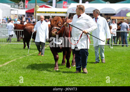 Royal Welsh Show, le Pays de Galles - Juillet 2017 - un boeuf Shorthorn bull est marché autour de l'anneau de jugement au Royal Welsh Show - Aujourd'hui est le jour de l'ouverture de la plus grande foire agricole de quatre jours en Europe - Crédit : Steven Mai/Alamy Live News Banque D'Images