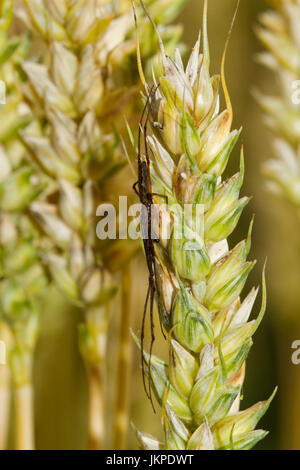 La lutte biologique : Dark stretch-spider se cacher sur un épi de blé Banque D'Images