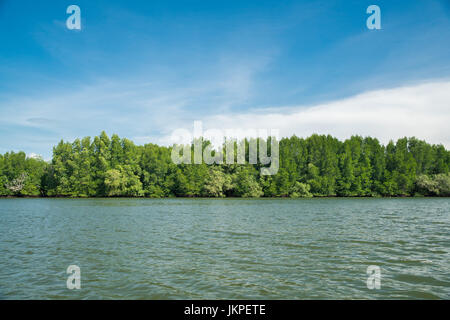 Les mangroves le long de la mer, fond de ciel bleu Banque D'Images