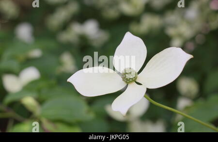 Cornus 'Norman Hadden' Cornouiller fleuri en pleine floraison dans un jardin anglais en été (juillet) Banque D'Images