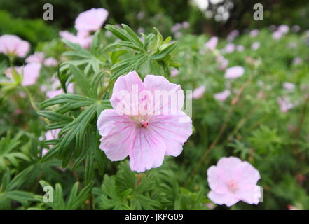 Geranium sanguineum 'striatum' (splendens) en pleine floraison dans un jardin d'été - juin, UK Banque D'Images