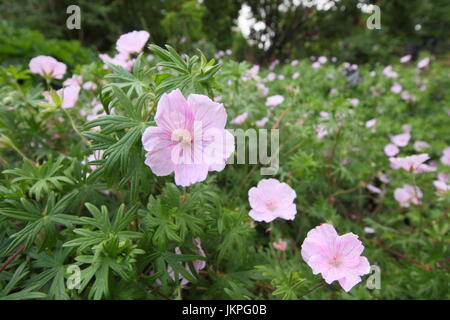 Geranium sanguineum 'striatum' (splendens) en pleine floraison dans un jardin d'été - juin, UK Banque D'Images