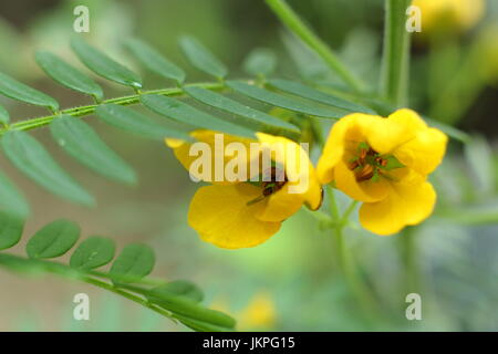 Usine de Senna senna (CAESALPINIACEAE) dans fulll bloom dans un jardin méditerranéen Banque D'Images