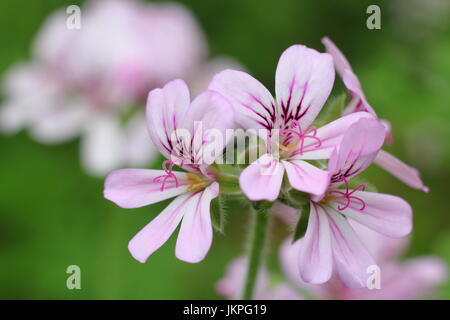 Parfumé au citron géranium (Pelargonium crispum) en pleine floraison dans un climat chaud et ensoleillé en été sur place à l'intérieur - juin, UK Banque D'Images