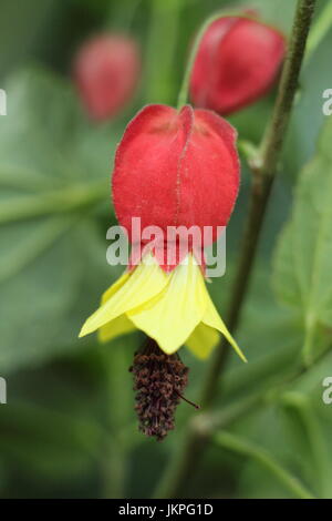 Des Abutilin ou Abutilon megapotamicum, plante en pleine floraison dans un climat chaud et ensoleillé piscine place en juin, UK Banque D'Images