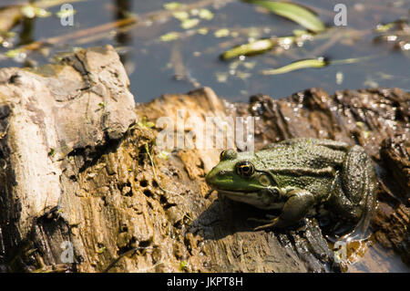 Grenouille Rousse, assis sur un journal dans un étang. UK Banque D'Images