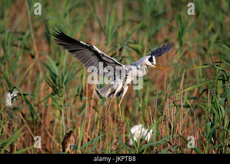 Le héron cendré nichant en colonie d'oiseaux dans Lonjsko Polje, Croatie Banque D'Images