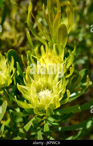 Inflorescence de featherbush (Aulux umbellata) dans la vallée de fleurs Banque D'Images