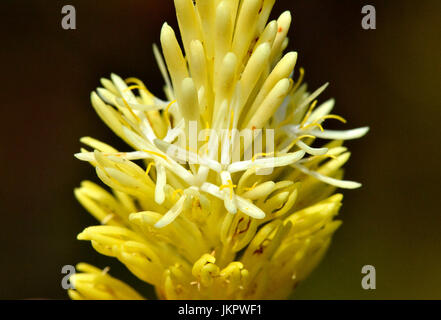 Inflorescence de featherbush (Aulux umbellata) dans la vallée de fleurs Banque D'Images