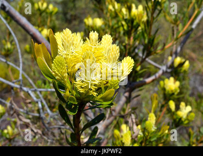 Inflorescence de featherbush (Aulux umbellata) dans la vallée de fleurs Banque D'Images