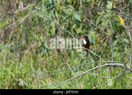 White-Throated Halcyon smyrnensis smyrnensis (Kingfisher) sur une branche, parc national de Chitwan, au Népal Banque D'Images