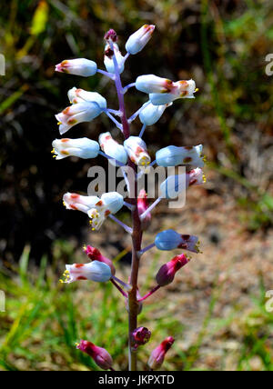 Beau bleu Lachenalia en dehors de l'Afrique du Sud, uniflolia Darling Banque D'Images