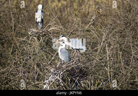 Le butome à ombelle de Lonjsko Polje, Croatie Banque D'Images