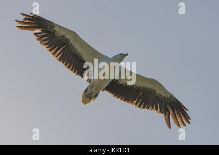 Le balbuzard pêcheur, Pandion haliaetus en vol sur Green Island, Queensland, Australie Banque D'Images