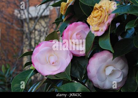 Fleurs de camélia rose teinté vert sur une feuille d'arbre, maison en brique à l'arrière-plan. Banque D'Images