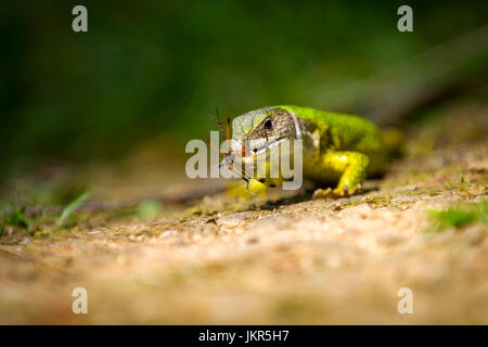Lézard vert Lacerta viridis se nourrissant d'un insecte Banque D'Images