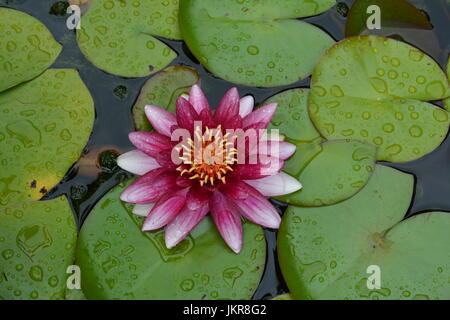 Close up of pink lily unique entouré de vert lustré de nénuphar couverte de perles d'eau de pluie en étang de jardin Banque D'Images