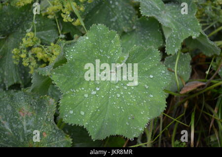 A proximité de grands motifs ou vert feuille feuilles diffusion alchemilla lady's manteaux plante avec de l'eau gouttes gouttelettes de pluie assis sur la surface Banque D'Images