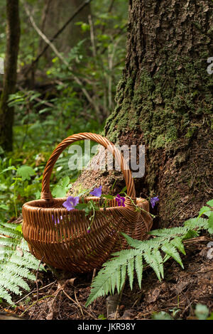 Panier en osier avec des fleurs près de Bell dans l'été de la forêt de bois. Panier en osier sur fond de forêt. Panier en osier et de fleurs Bell en forêt. Banque D'Images