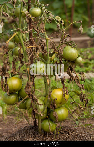 De la tomate. Pauvre tomate Mildiou (Phytophthora infestans) dans le jardin de légumes. La lutte contre le Phytophthora. Banque D'Images