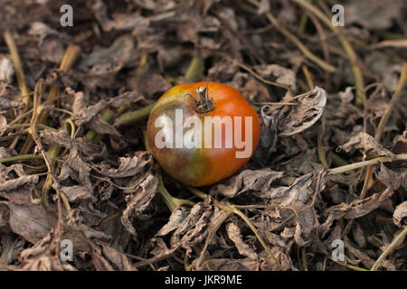 De la tomate. Pauvre tomate Mildiou (Phytophthora infestans). La lutte contre le Phytophthora. Tomate rouge sur fond de feuilles sèches de tomate, S Banque D'Images