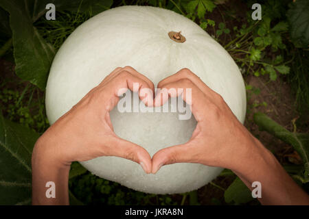 Une alimentation saine et bonne hygiène de vie. Les mains en forme de coeur sur Pumpkin Close Up. Régime alimentaire La citrouille. Coeur et de citrouille Banque D'Images