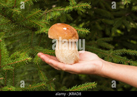 La récolte des champignons. Champignons comestibles frais Bolet (Boletus edulis) dans le contexte de main de femme trfi branches. Banque D'Images