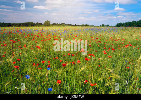 Champ de blé avec des coquelicots et barbeaux dans lagoon jug, Schleswig - Holstein, Allemagne, Europe, Weizenfeld Kornblumen Mohn- und mit à Haffkrug, Schles Banque D'Images