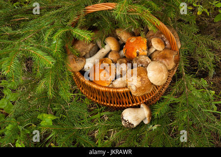 Des champignons comestibles dans le panier caronculée près de sapin en forêt, vue d'en haut. Panier en osier avec des champignons. Cap Brun champignons Le Guide des champignons (cèpes Banque D'Images