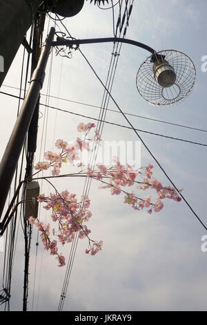 Low angle view de fleurs par la lumière de la rue contre le ciel, Kyoto, Japon Banque D'Images