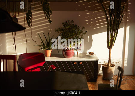 Plantes en pot sur l'armoire contre mur blanc à la maison pendant les jours ensoleillés Banque D'Images