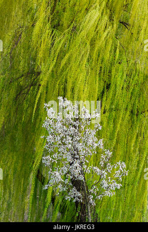 Willow Tree branches se balançant dans le vent, avec des petits arbres en fleurs en face d'elle Banque D'Images