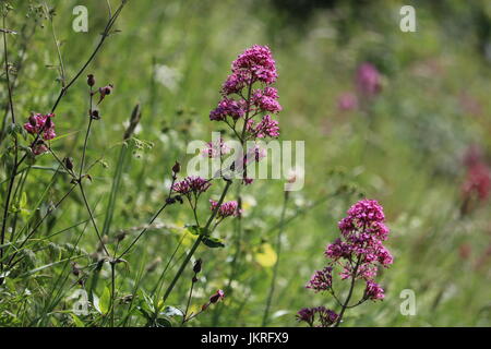 Barbe de Jupiter (Centranthus ruber (L.) DC.) avec un fond vert Banque D'Images