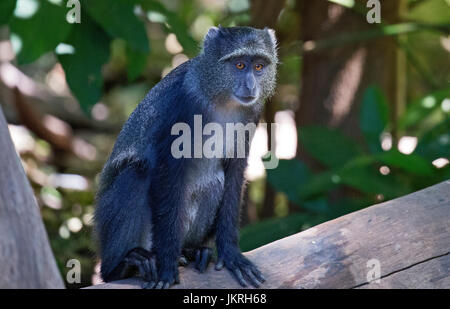 Singe bleu africains Banque D'Images